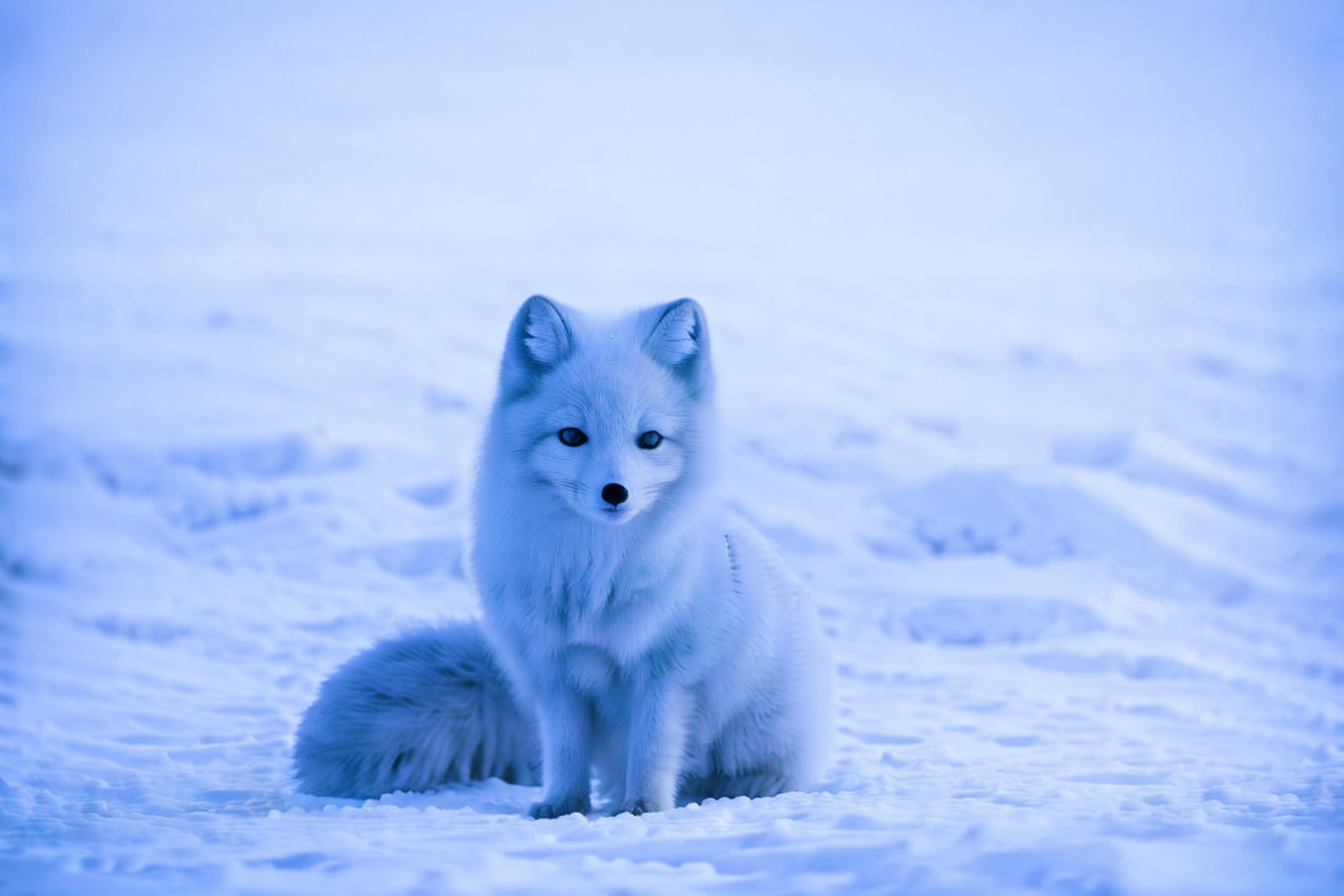 62501453-118820284-_lora_animals-HXZ_0.7_polar animals, animals, no humans, snow, animal,arctic fox.png